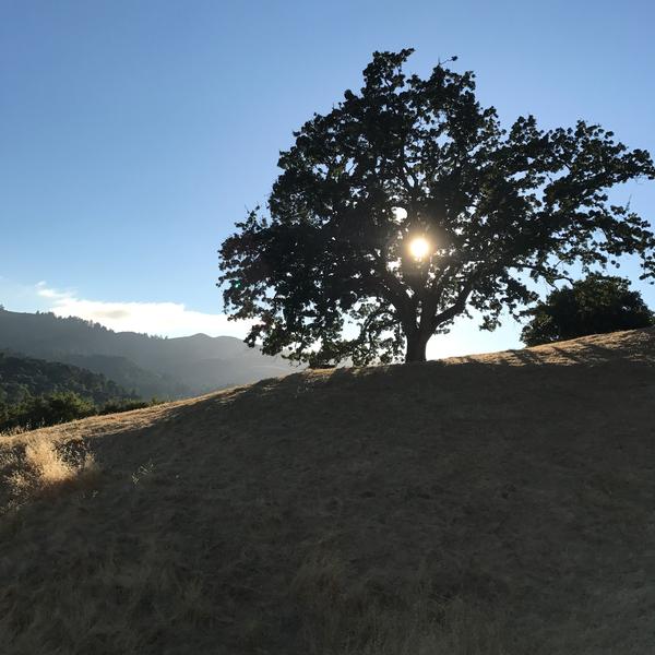 Portola Valley Ranch Landscape